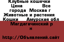 Клубные кошечки › Цена ­ 10 000 - Все города, Москва г. Животные и растения » Кошки   . Амурская обл.,Магдагачинский р-н